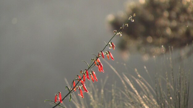 Foto close-up van het water