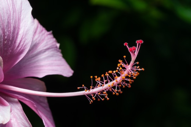 Close-up van Hibicus-stuifmeel