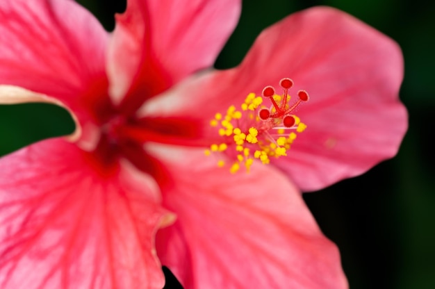 Foto close-up van hibiscuspollen met prachtig patroon