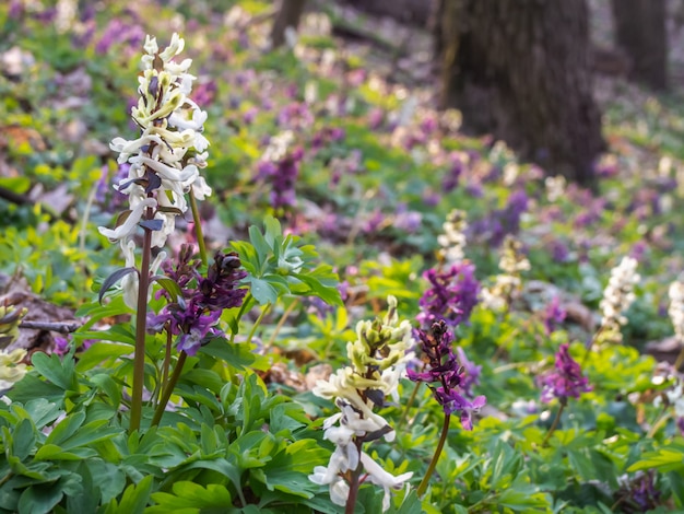 Close-up van Hollowroot-bloem in het bos.