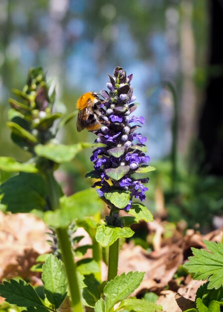 Close-up van hommel die stuifmeel van een blauwe bloem verzamelt bij de lente. Zonnige dag. Aard en lente concept