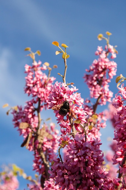 close-up van hommels die roze bloesemboom bestuiven, onscherpe achtergrond