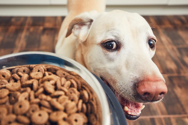 Foto close-up van hond en voedsel