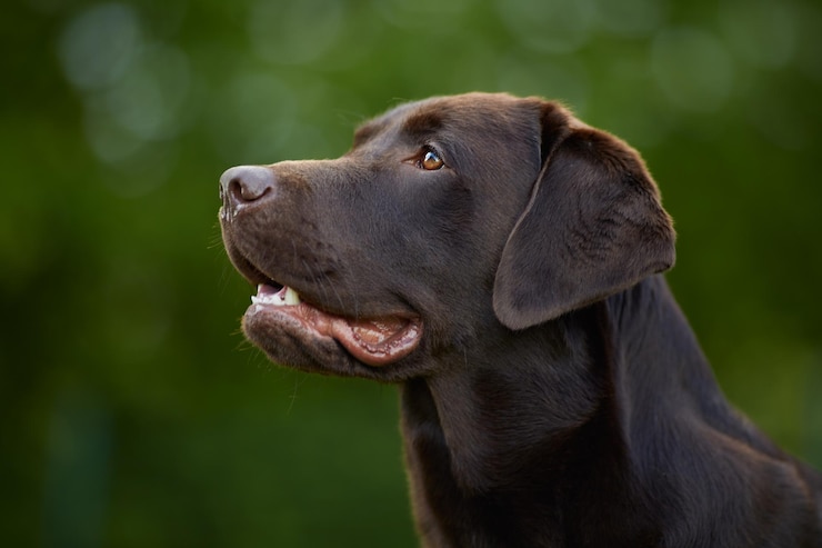 Foto close-up, van, hond