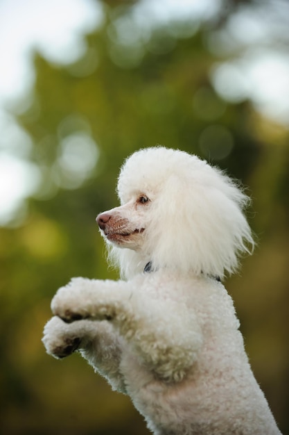 Close-up, van, hond