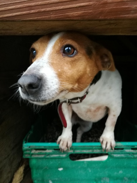 Close-up, van, hond