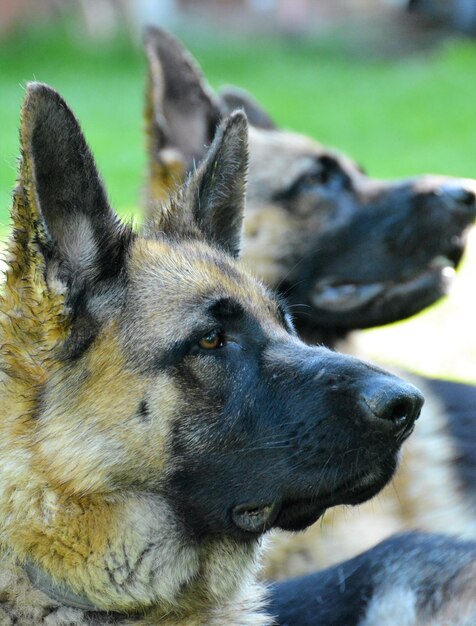 Foto close-up van honden