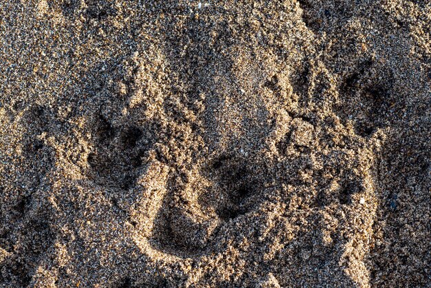 Close up van hondenpoten op het zand aan de kust