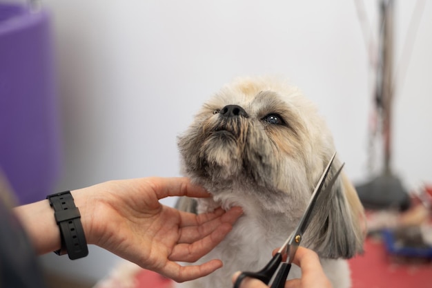 Close-up van hondentrimmer die kapsel uitvoert voor het hondenras van shih tzu