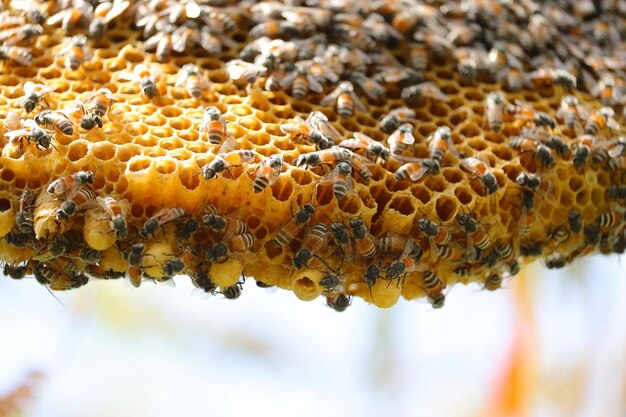 Foto close-up van honingbijen die op een gele honingraat werken met selectieve focuspunten op de achtergrond