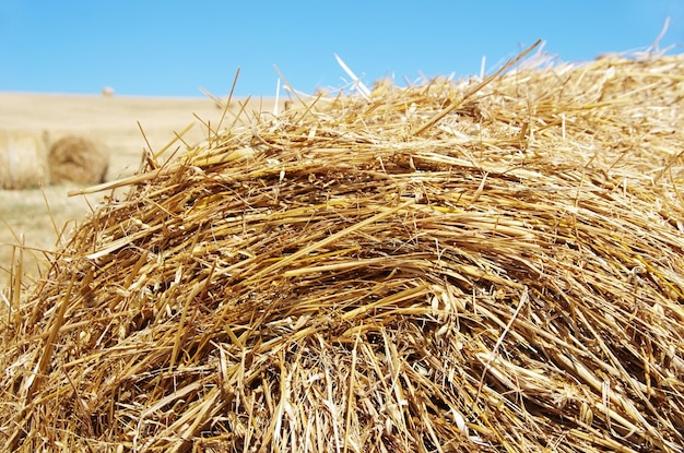Close-up van hooi op het veld