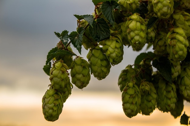 Foto close-up van hopvruchten die op een boom groeien