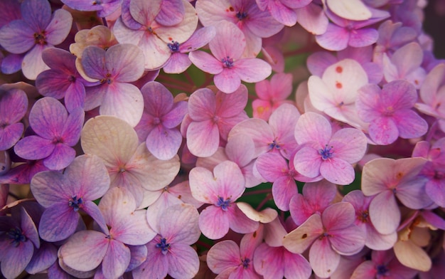 Close-up van Hortensia bloem, Hydrangea macrophylla bloem achtergrond.