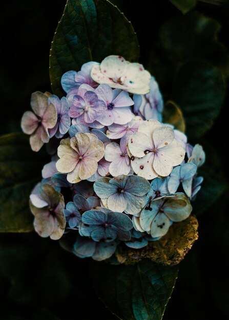 Foto close-up van hortensia bloemen