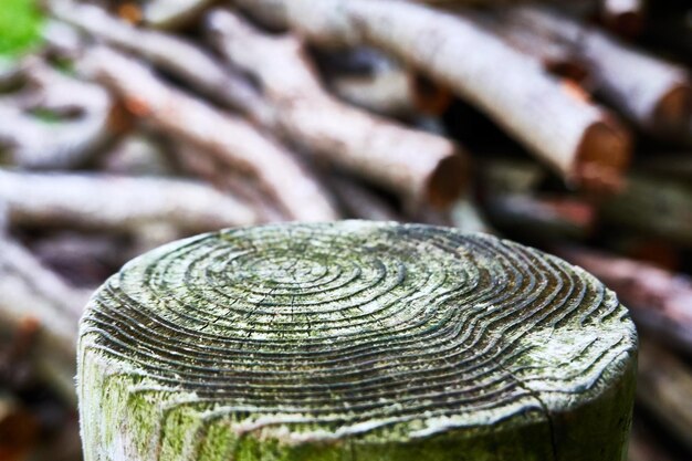 Foto close-up van hout in het bos