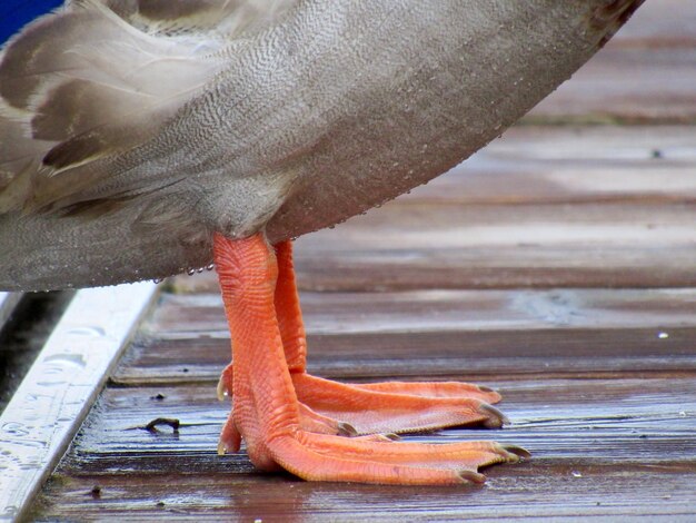 Foto close-up van hout