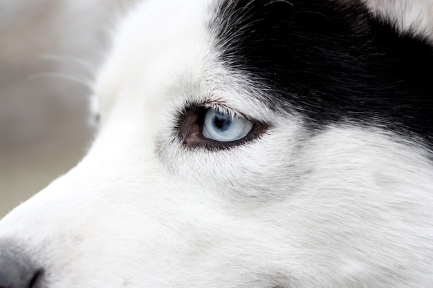 Close-up van husky blauw oog. Hoofd van huskyhonden.