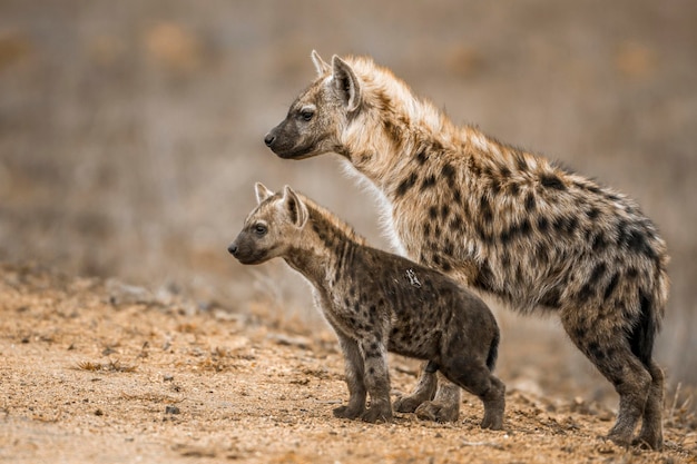 Close-up van hyena's die op het land staan en wegkijken