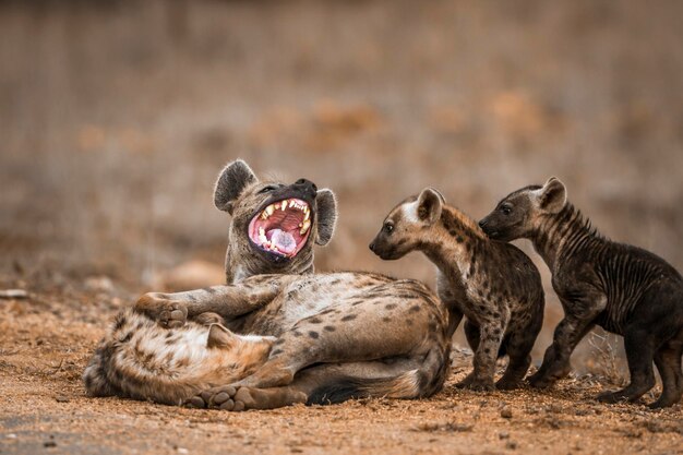 Foto close-up van hyena's op het land