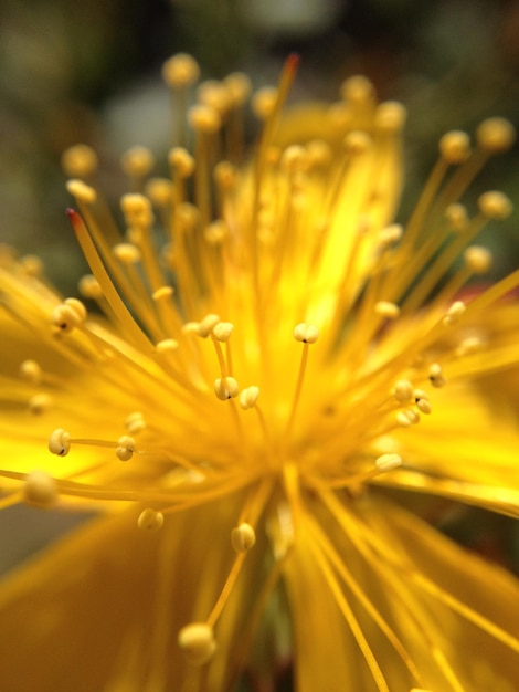 Foto close-up van hypericum perforatum bloeiend in het park