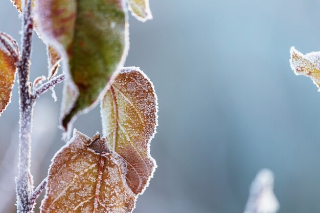 Close-up van ijs