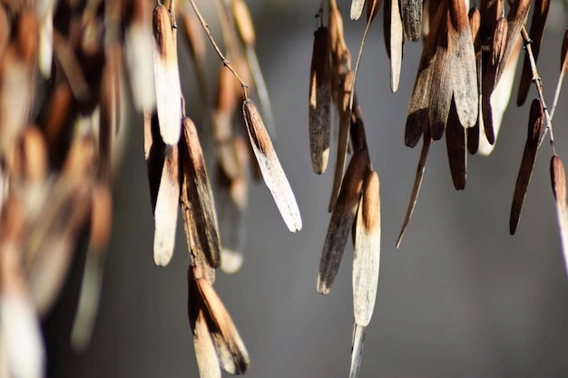 Foto close-up van ijsjes die aan een plant hangen