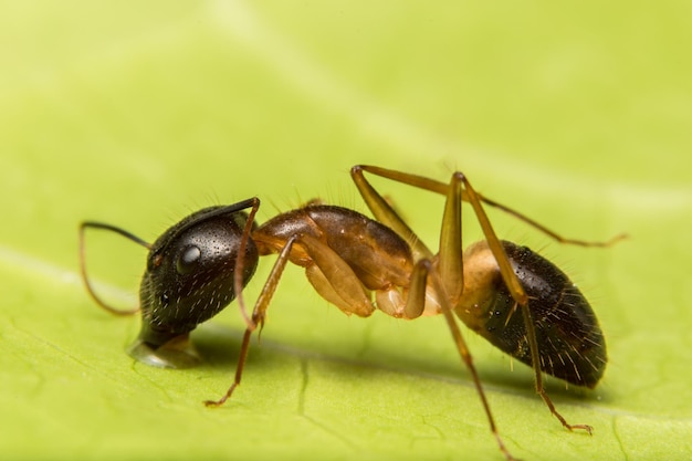 Close-up van insect op blad