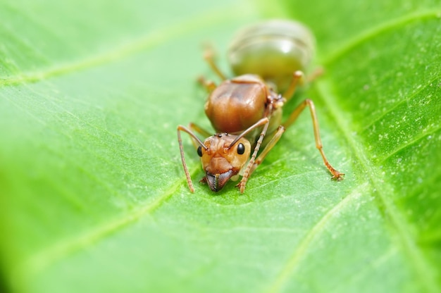 Close-up van insect op blad