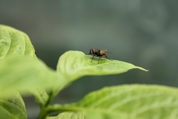 Close-up van insect op blad