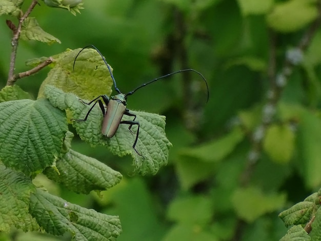 Close-up van insect op blad