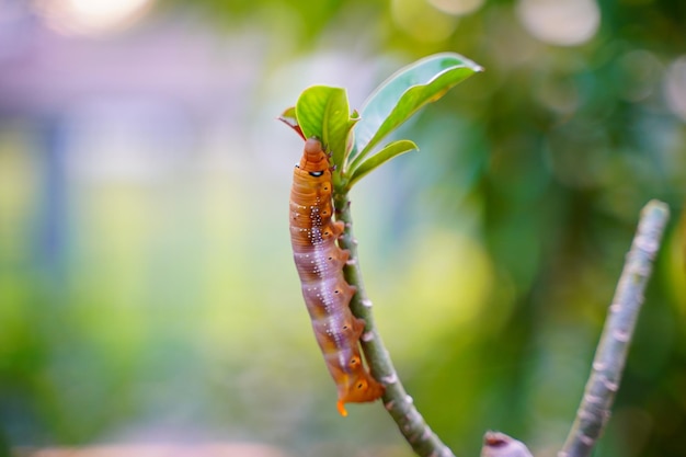 Close-up van insect op blad
