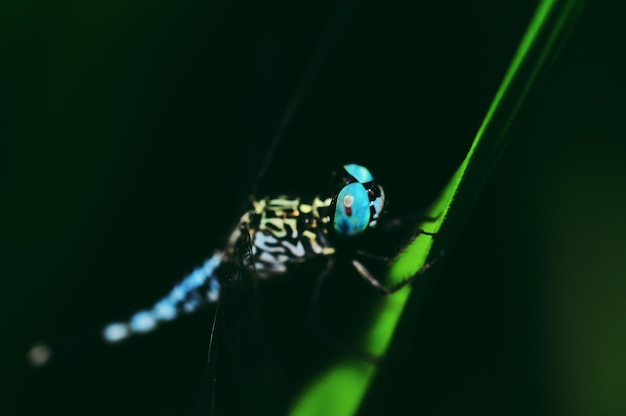 Close-up van insect op blad