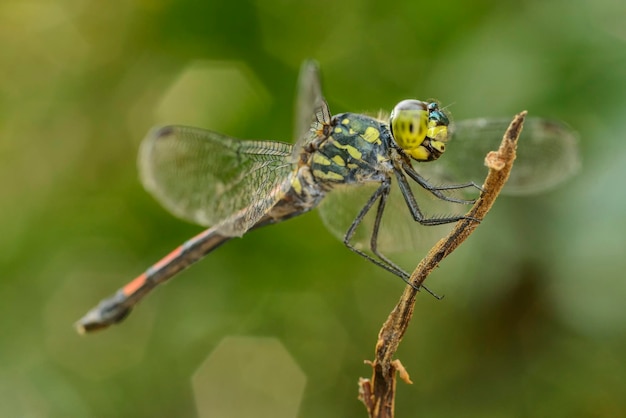 Close-up van insect op plant