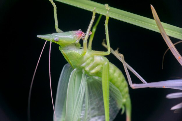 Close-up van insect op plant