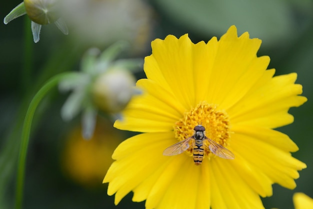 Close-up van insecten die bestuiven op een gele kosmosbloem die buiten bloeit