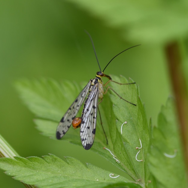 Close-up van insecten die op blad zitten
