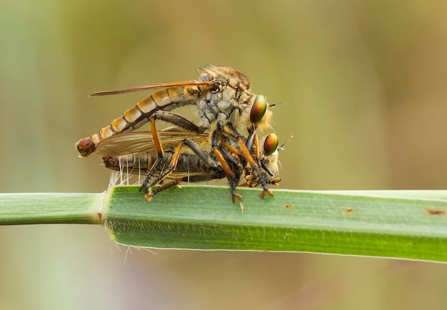 Close-up van insecten die zich paren op de stengel van een plant