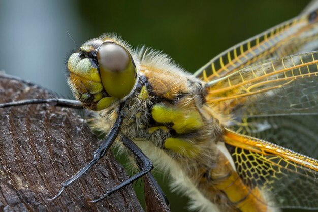 Foto close-up van insecten in de open lucht