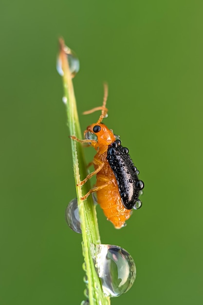 Close-up van insecten met natuurlijke achtergrond