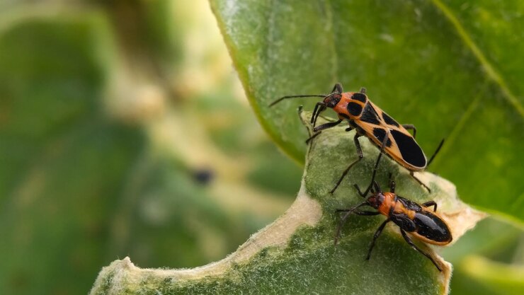 Foto close-up van insecten op blad