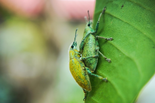 Close-up van insecten op blad