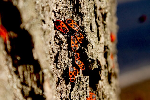 Foto close-up van insecten op boomstam