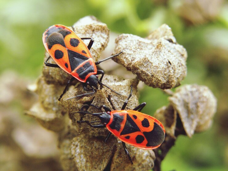 Foto close-up van insecten op de plant