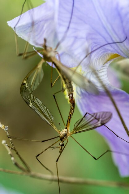 Foto close-up van insecten op planten