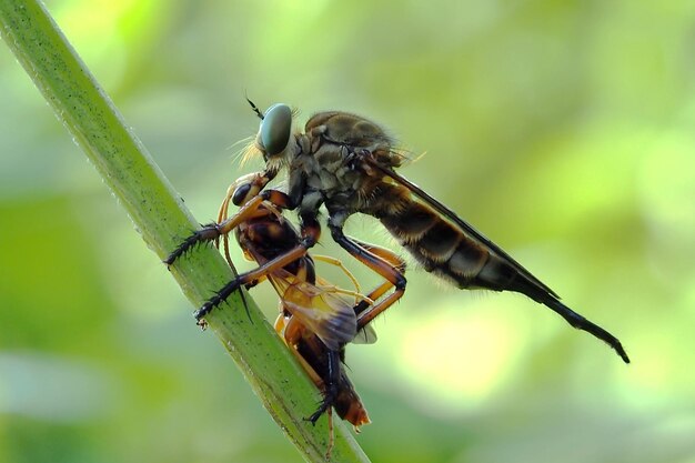 Foto close-up van insecten op planten