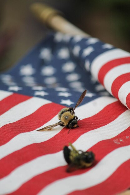 Foto close-up van insecten op vlag