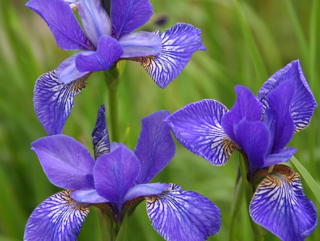 Close-up van irisbloem