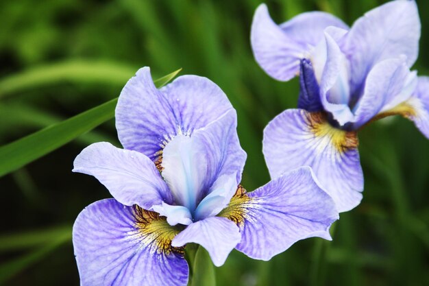 Close-up van irisbloem