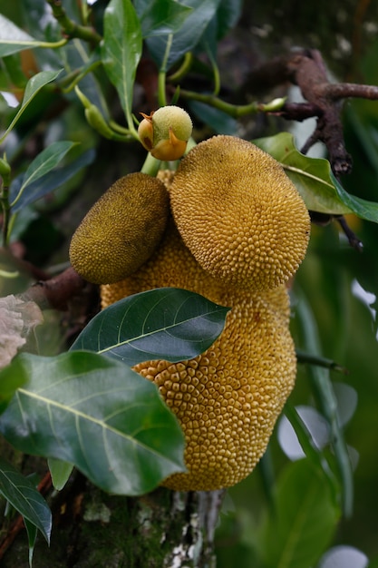 Close-up van jackfruitboom met rijpe vruchten