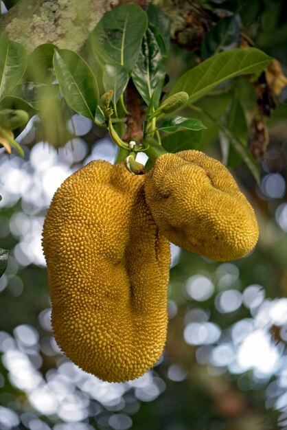 Close-up van jackfruitboom met rijpe vruchten